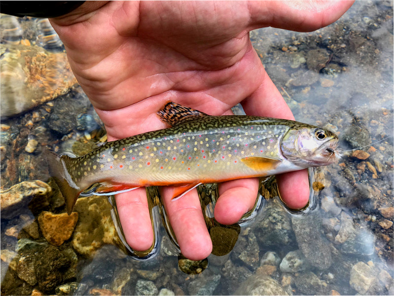 How to Catch More Trout This Summer Crested Butte + Gunnison