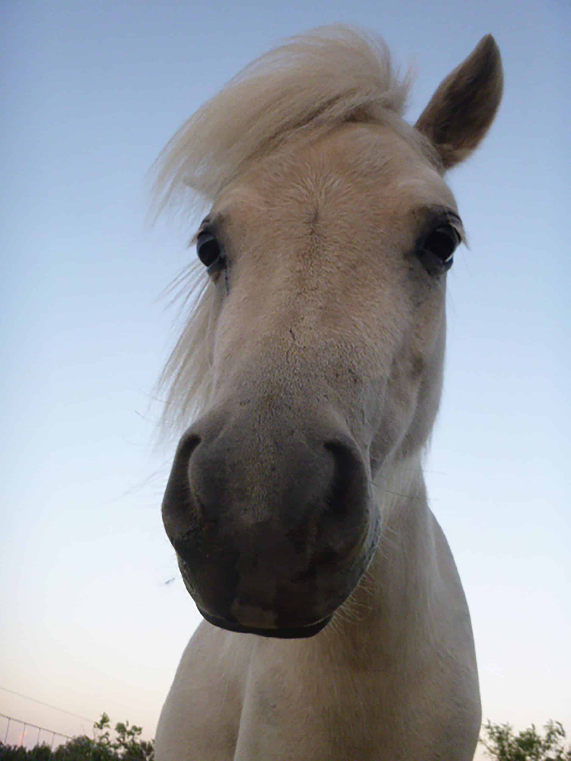 Monkey Gunyah Animal Healing Sanctuary Inc