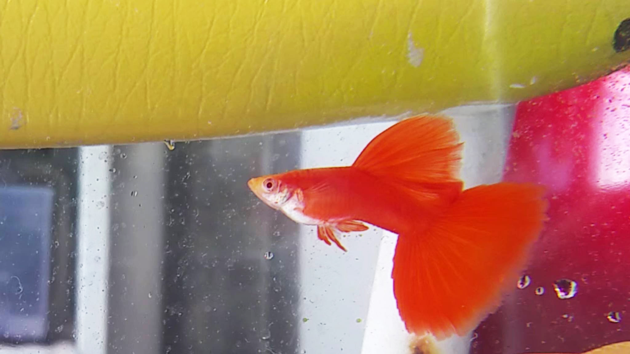 Interview with Alvin Ho, a Singaporean Guppy Breeder Specialising in