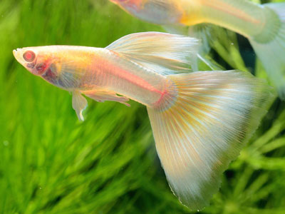 50+ Different Types Of Guppies (With Pictures)