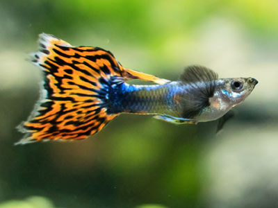 50+ Different Types Of Guppies (With Pictures)