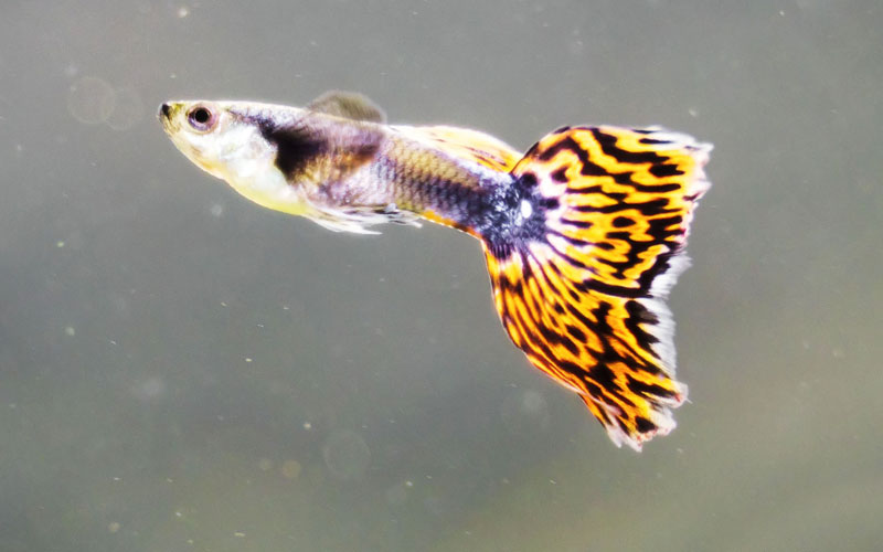 Are Guppies Good for Beginners? 6 Things to Consider