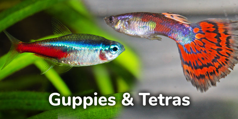Guppies And Tetras - Can They Live Together?