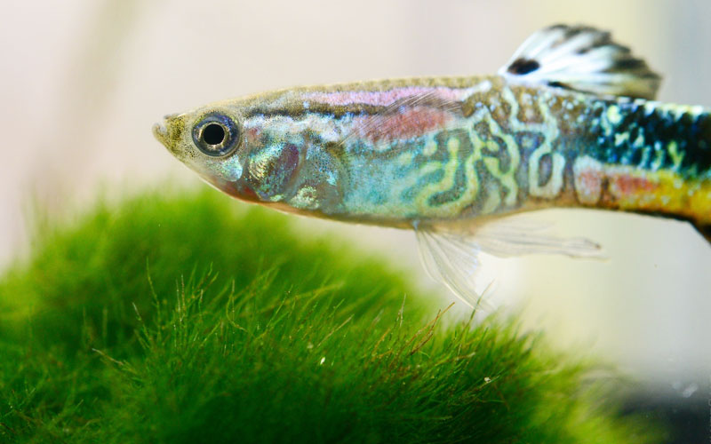 Are Guppies Tropical Fish? Yes, But Why?
