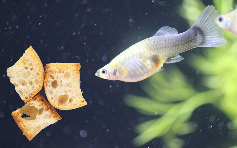Can Fish Eat Bread Asking List