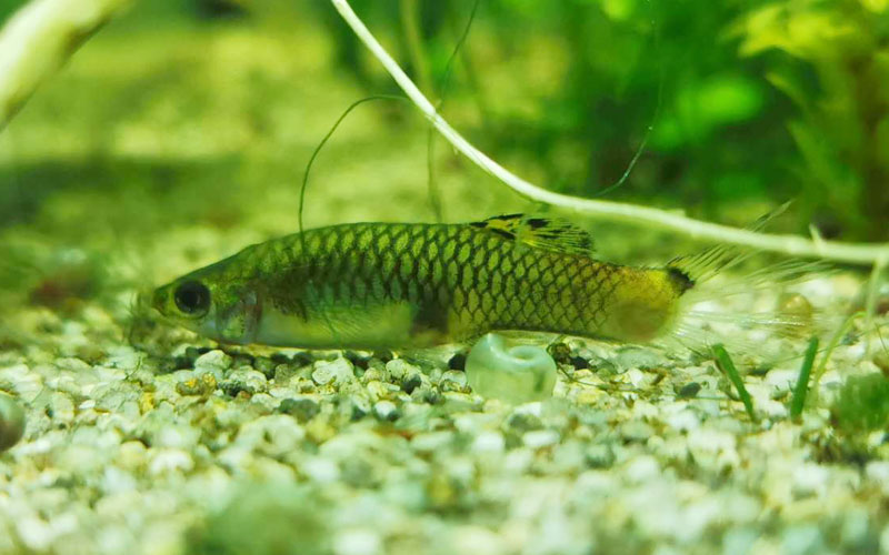 Guppy Fish Laying On Bottom Of Tank (6 Common Reasons & Remedies)