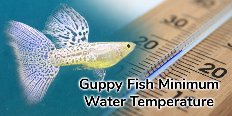 Guppy Fish Minimum Water Temperature