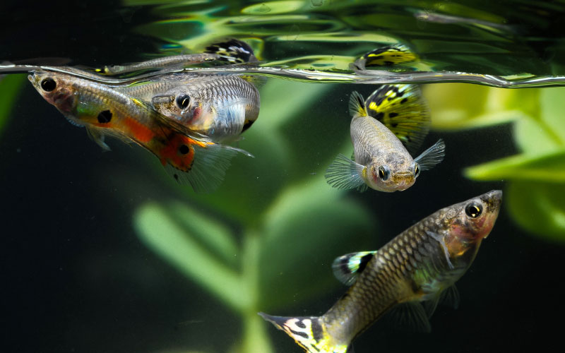 Natural Selection in Guppies