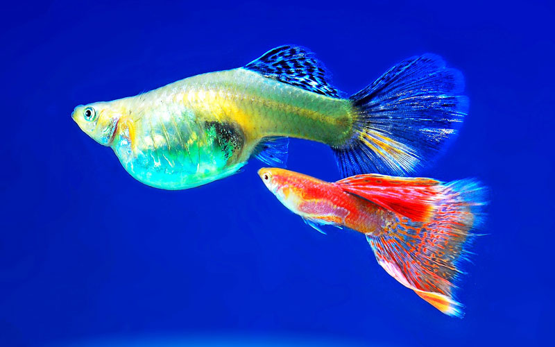 How To Breed Guppies The Complete StepbyStep Guide, 56 OFF