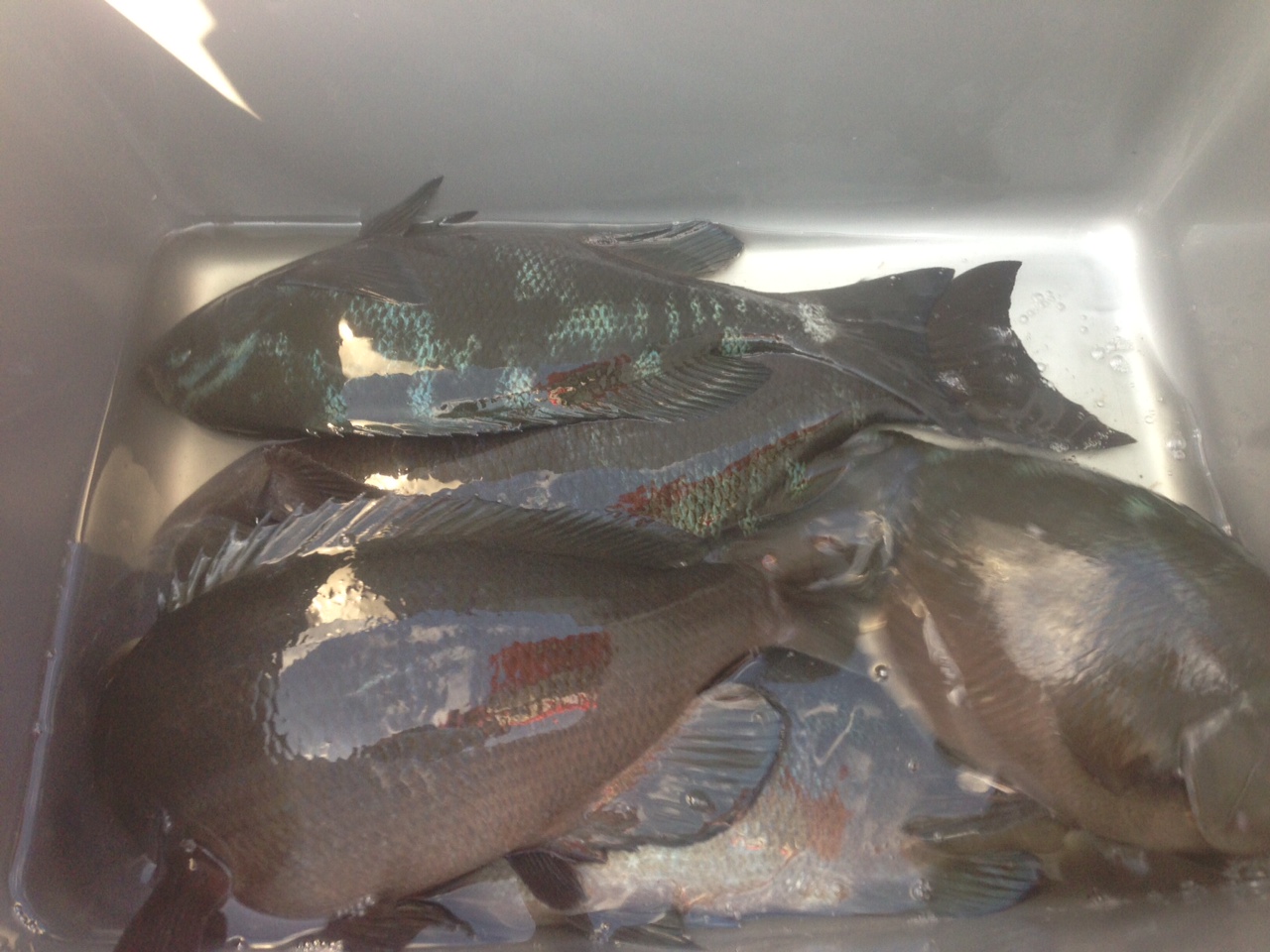 2012/11/24 伊豆半島 入間 タタミ根イシダイ場 Team GUREMANIA