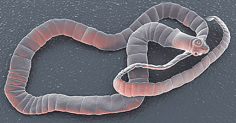 8 Fakta Unik Cacing Pita, Parasit yang Menyerang Usus Manusia