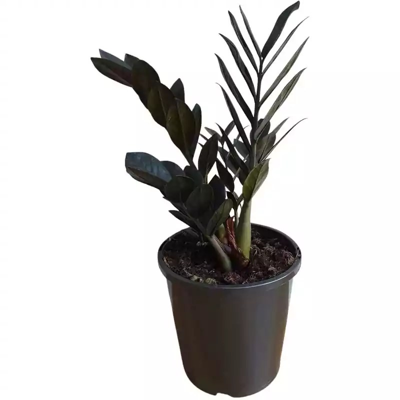 ZZ plant (Black) 5.5inch pot Guru Kripa Nursery