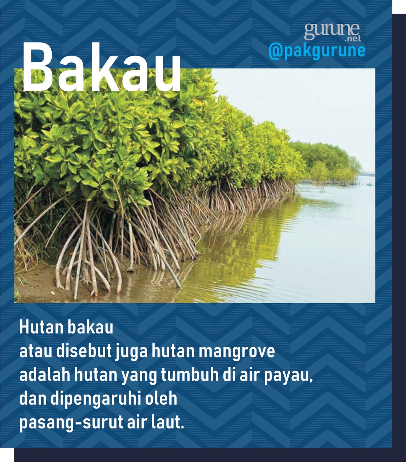 Bagaimana Hutan Bakau Dapat Menjaga Keseimbangan Alam Mama Baca