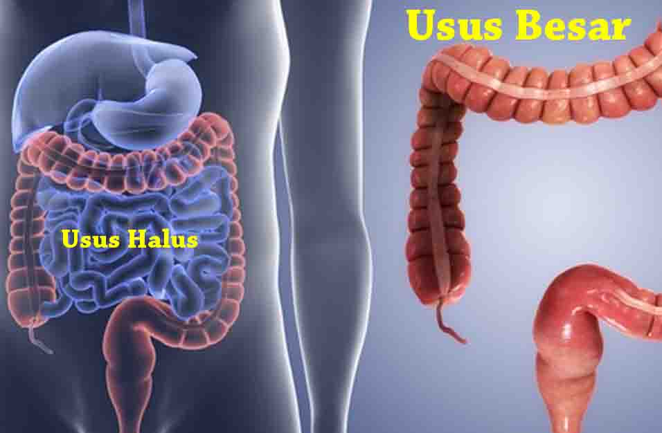 Bagian Usus Halus Dan Fungsinya Sedang