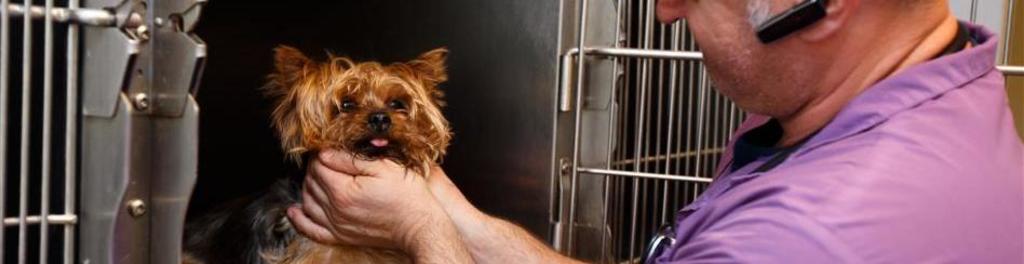 TrezeÈtete Bust JurÄmant Animale Arad Sreechakradevelopers Com