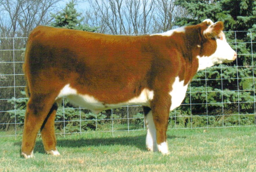Gustafson Herefords Junction City, KS Herd Sires