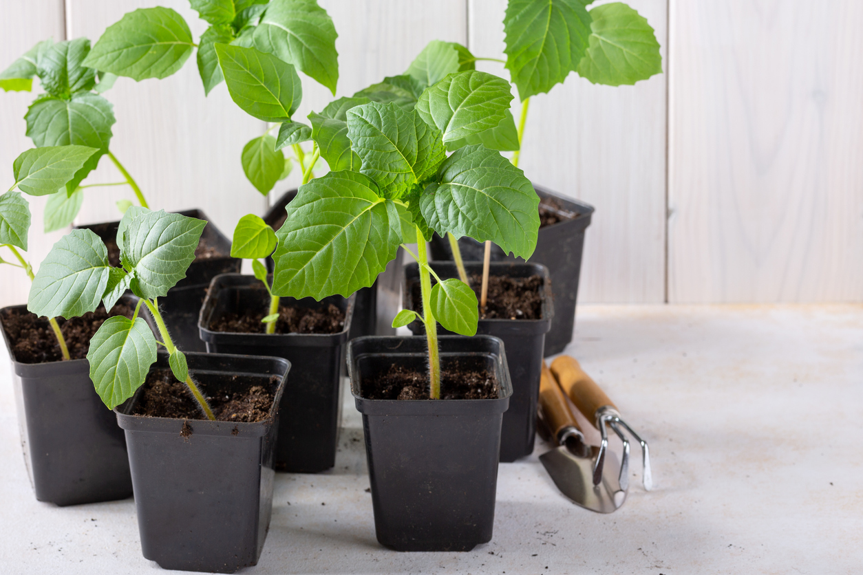 Stecklinge von der Physalis ziehen So wird's gemacht