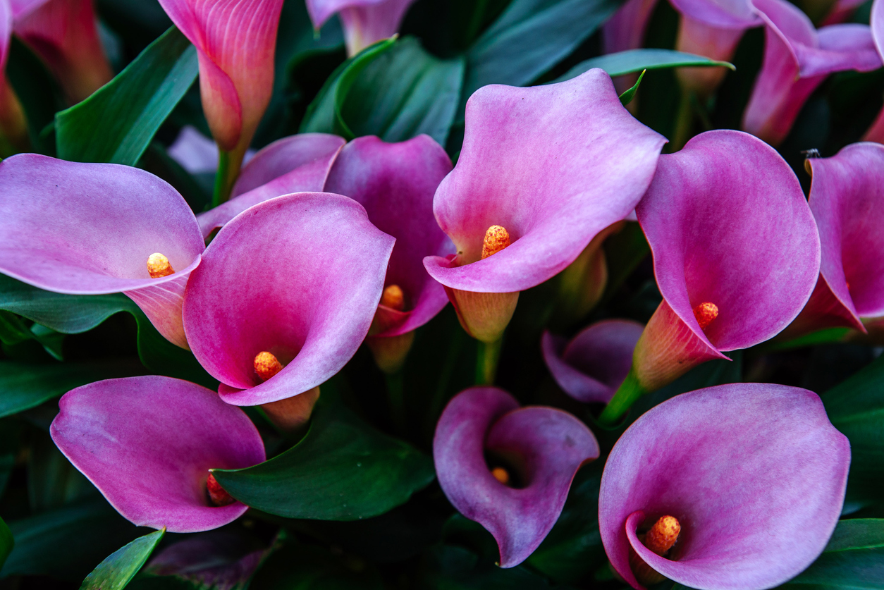 Calla Wie winterhart ist die schöne Pflanze im Freiland?