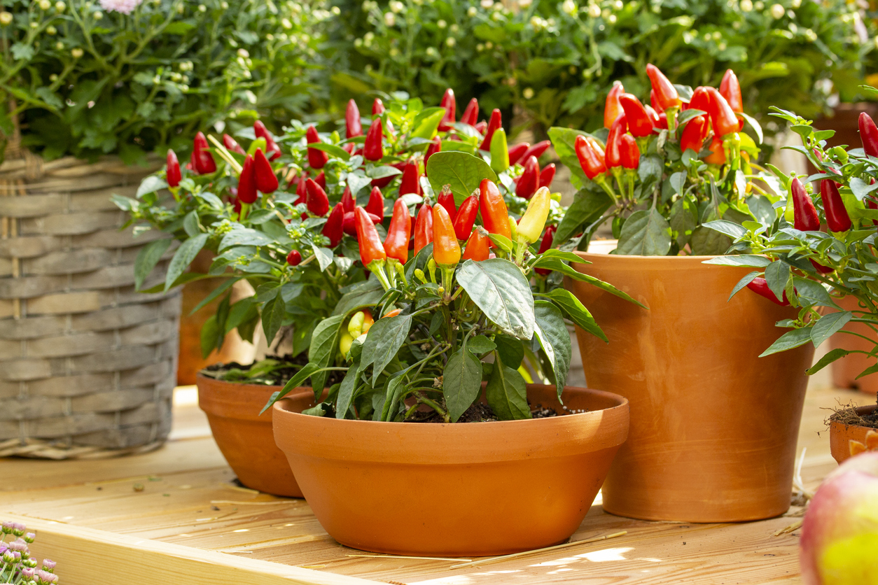 Chili gießen Diesen Wasserbedarf hat die Pflanze