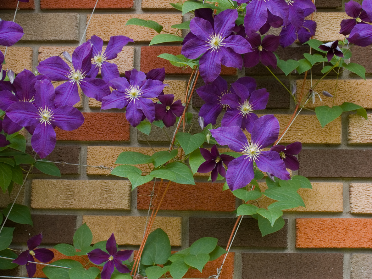 Clematis mit Spalier beim Klettern helfen So geht's
