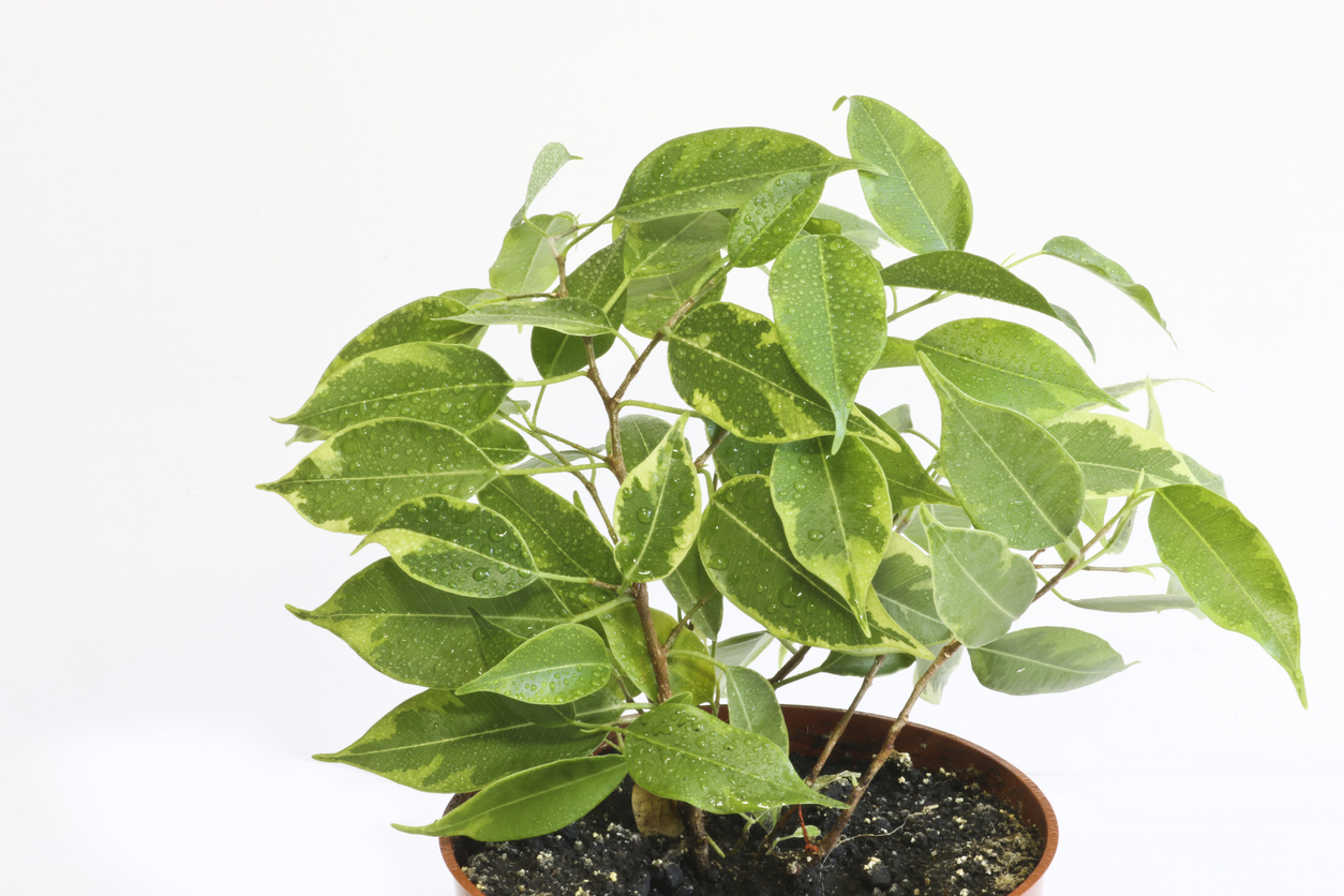 Ficus Benjamini So können Sie Ableger davon ziehen