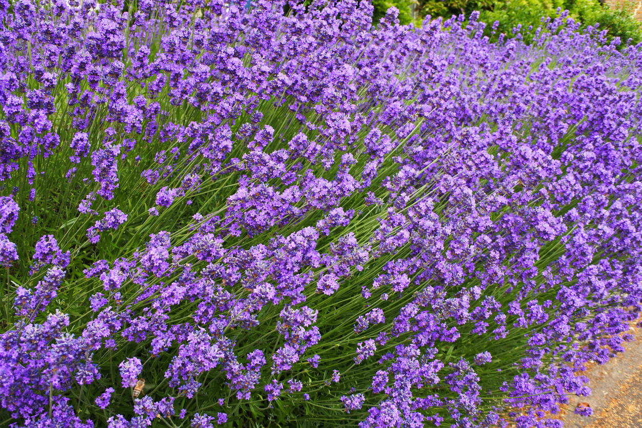 Lavendel Ist ein halbschattiger Standort für