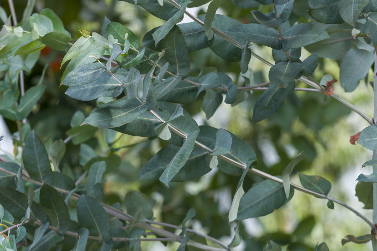 Eukalyptus als Hochstamm erziehen So machen Sie es richtig