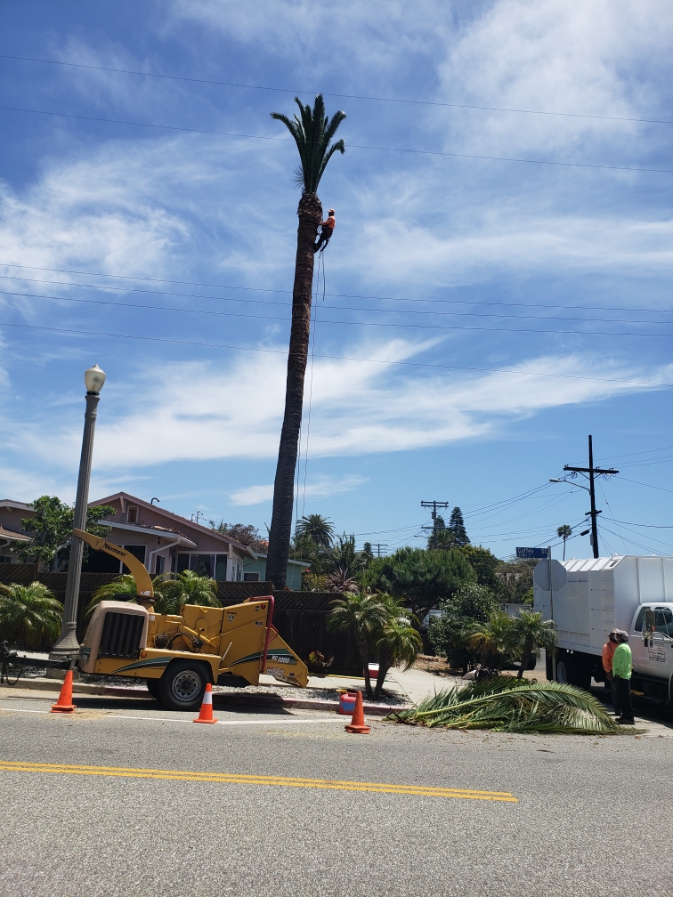 Photo Gallery Gutierrez & Sons Tree Service
