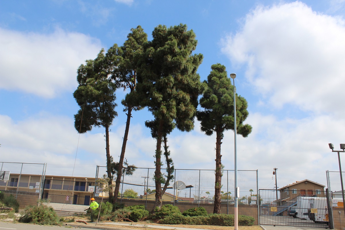 Photo Gallery Gutierrez & Sons Tree Service