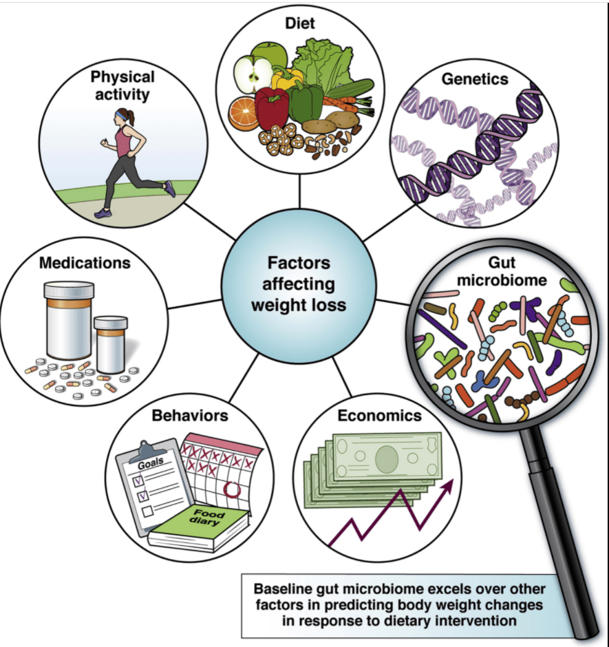 How Important is Your Microbiome for Weight Loss? gutsandgrowth