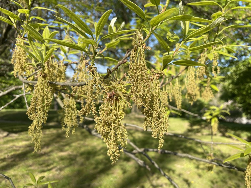 The Best Gutter Guard For Oaks Tassels Gutter Cover KC