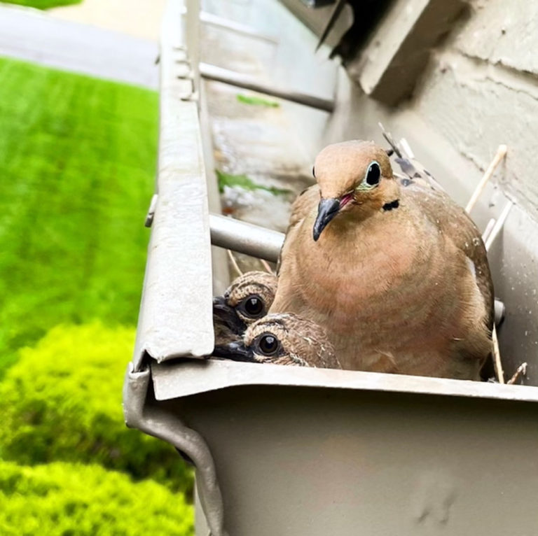 How to Keep Bird Nests Out of the Gutter Advantage Gutter Guard®