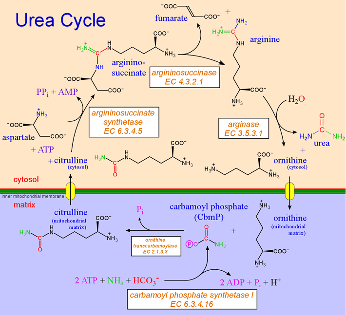 Urea cycle
