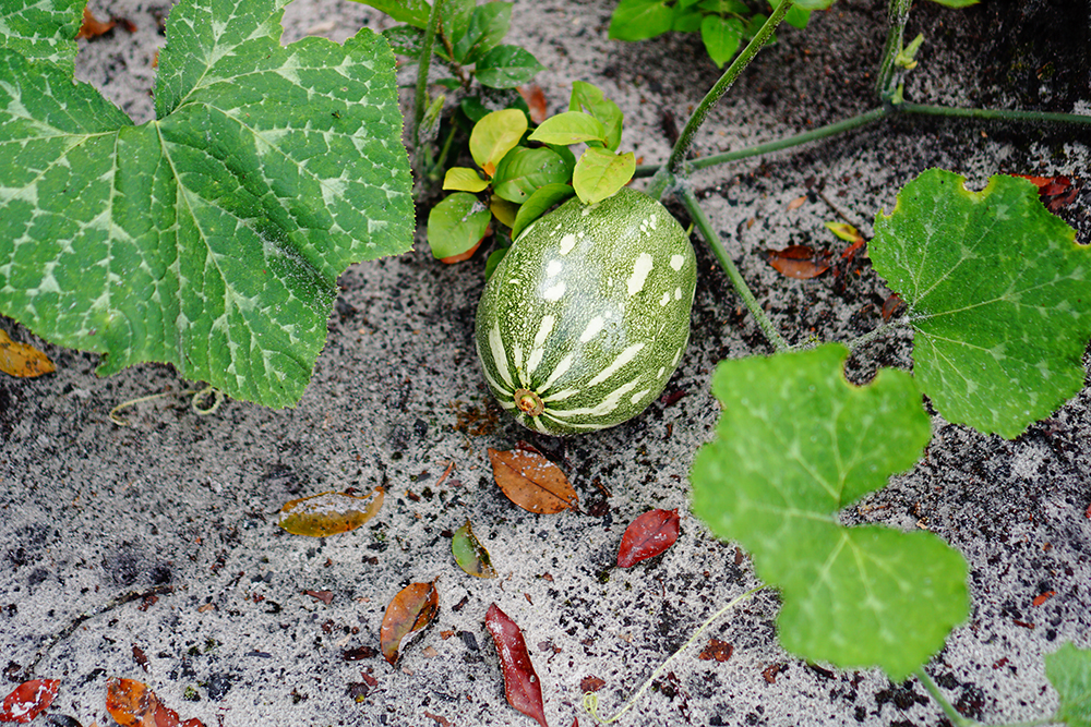 Omega Village/Camp Alpha Guyana Chronicle