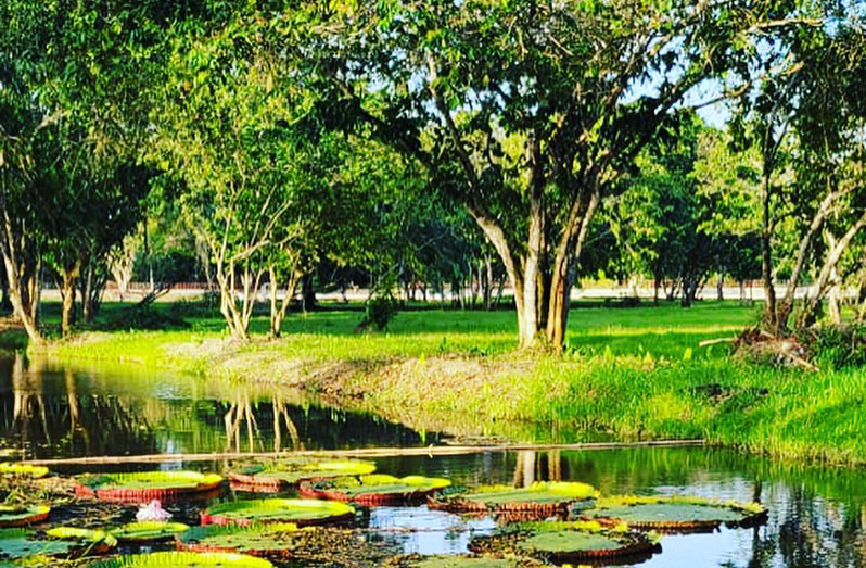 Hyde Park Zoo Guyana Chronicle