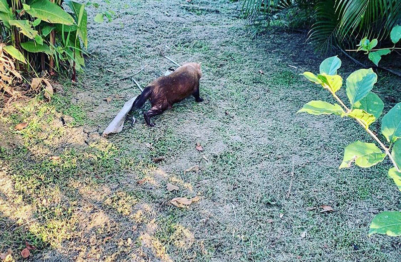 Hyde Park Zoo Guyana Chronicle