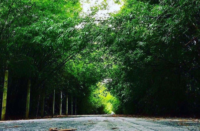 Hyde Park Zoo Guyana Chronicle