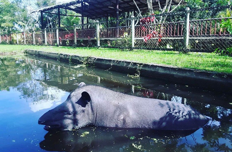 Hyde Park Zoo Guyana Chronicle
