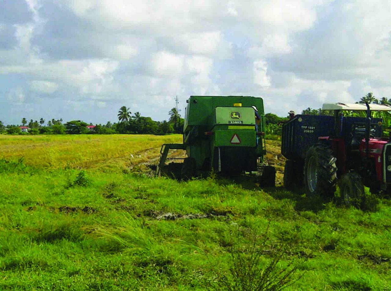 Region 2 rice farmers dissatisfied with paddy prices Guyana Times