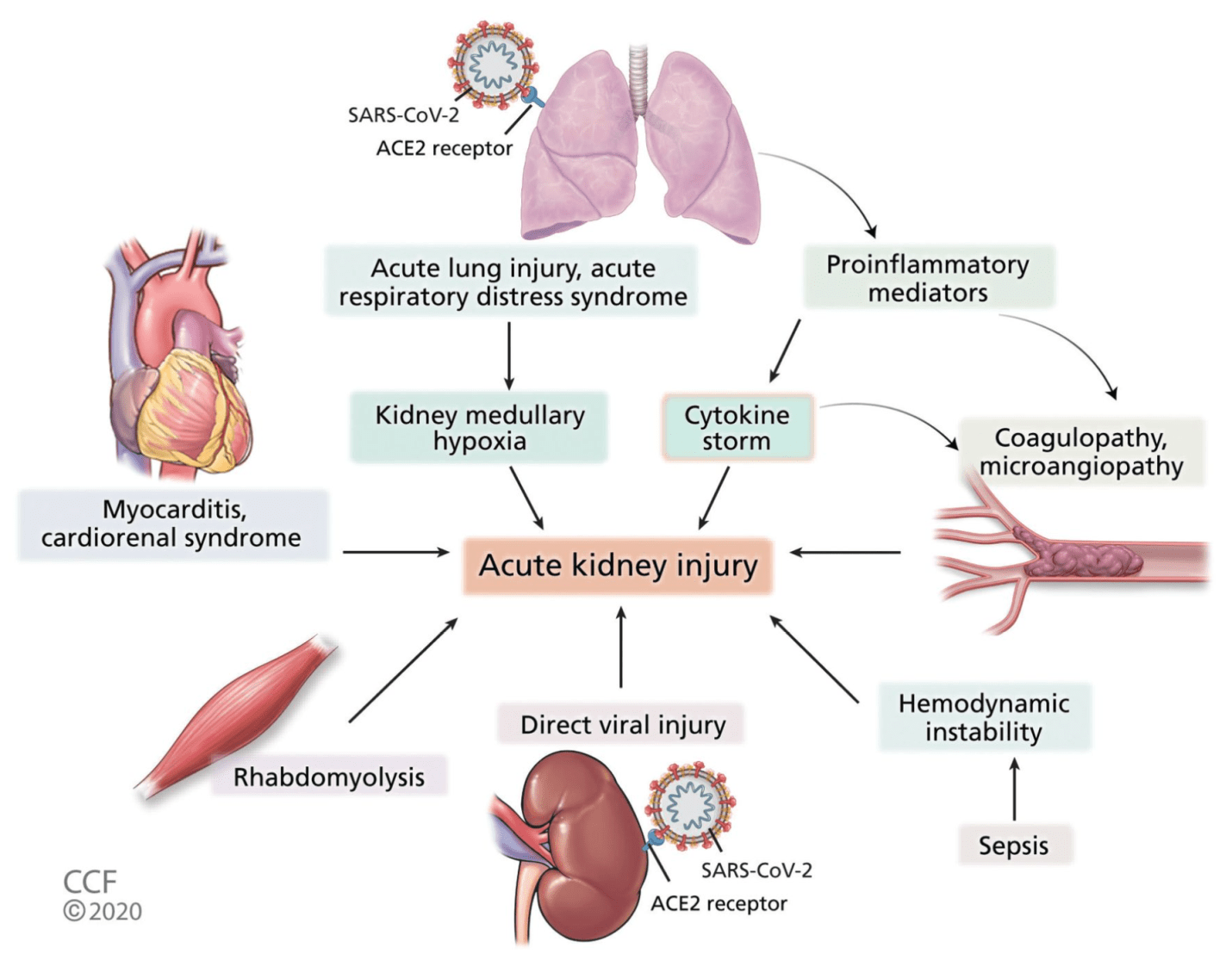 The Science of COVID19 COVID19 and the Human Kidneys An Overview