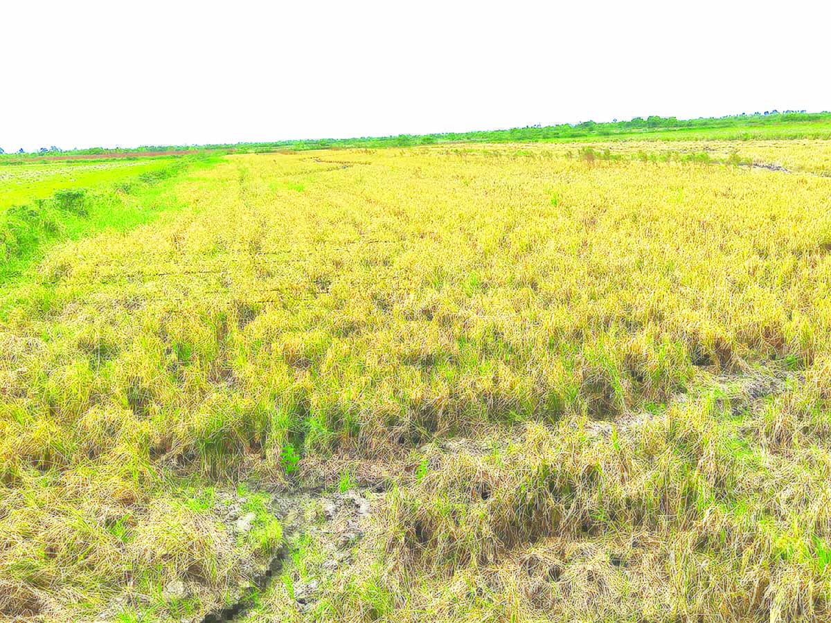3000 acres of rice at Crabwood Creek affected by disease Guyana Times