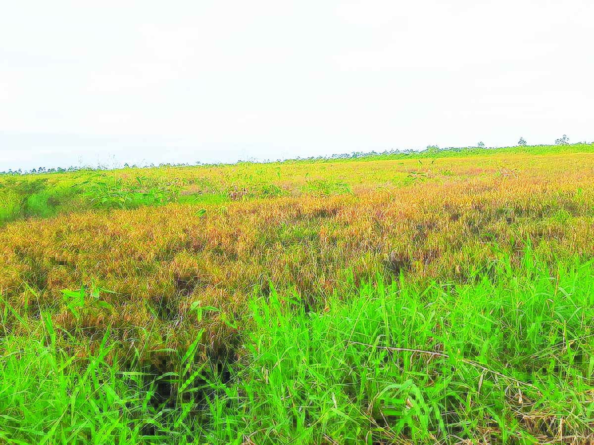 3000 acres of rice at Crabwood Creek affected by disease Guyana Times
