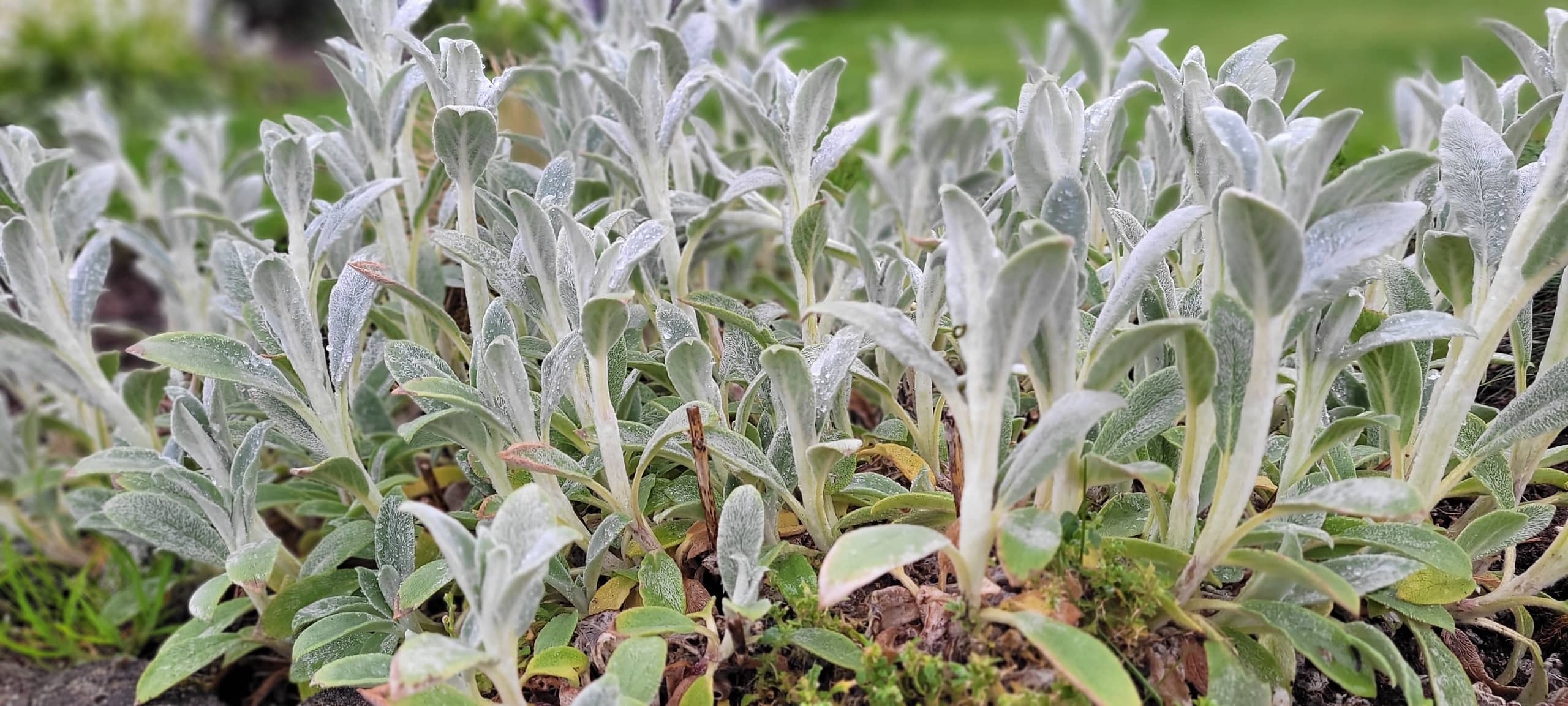 Bulk Herbs for Home Apothecary Good Vibrations Apothecary