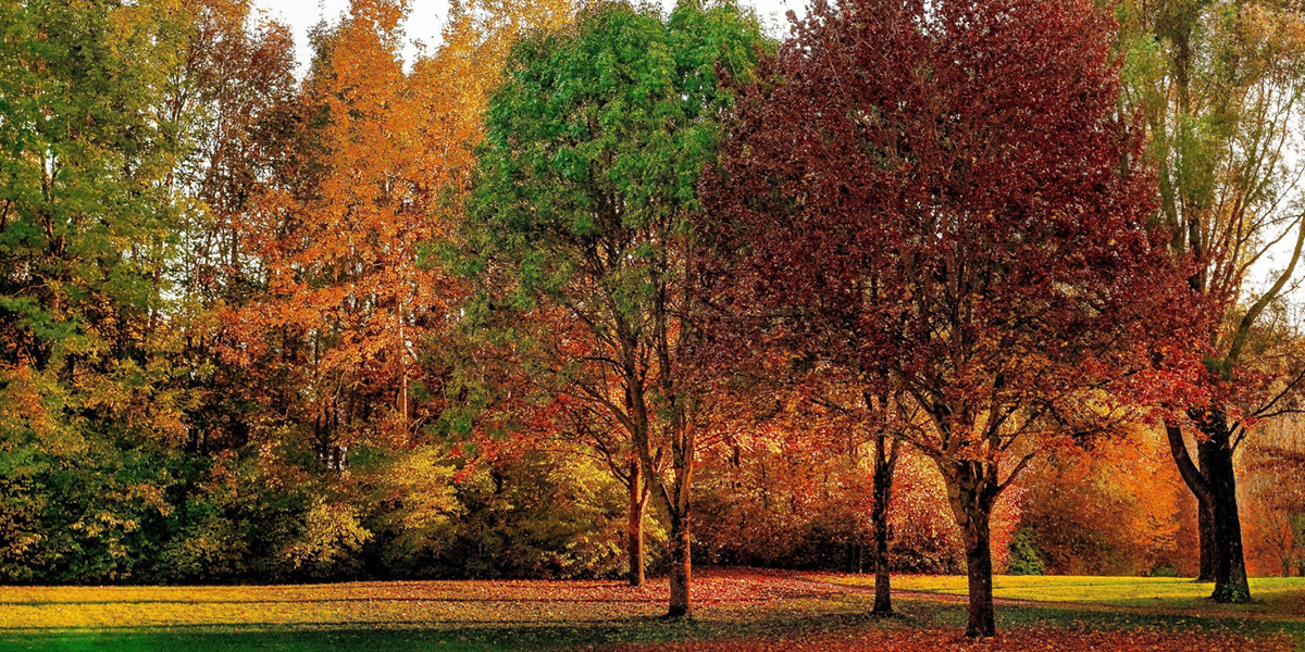 5 Most Common Trees in Virginia l Types of Trees in Virginia