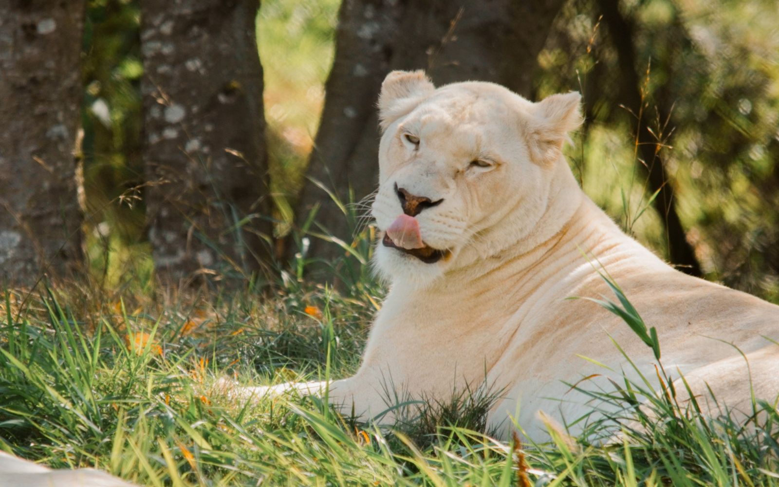 Meet the Animals Greater Vancouver Zoo