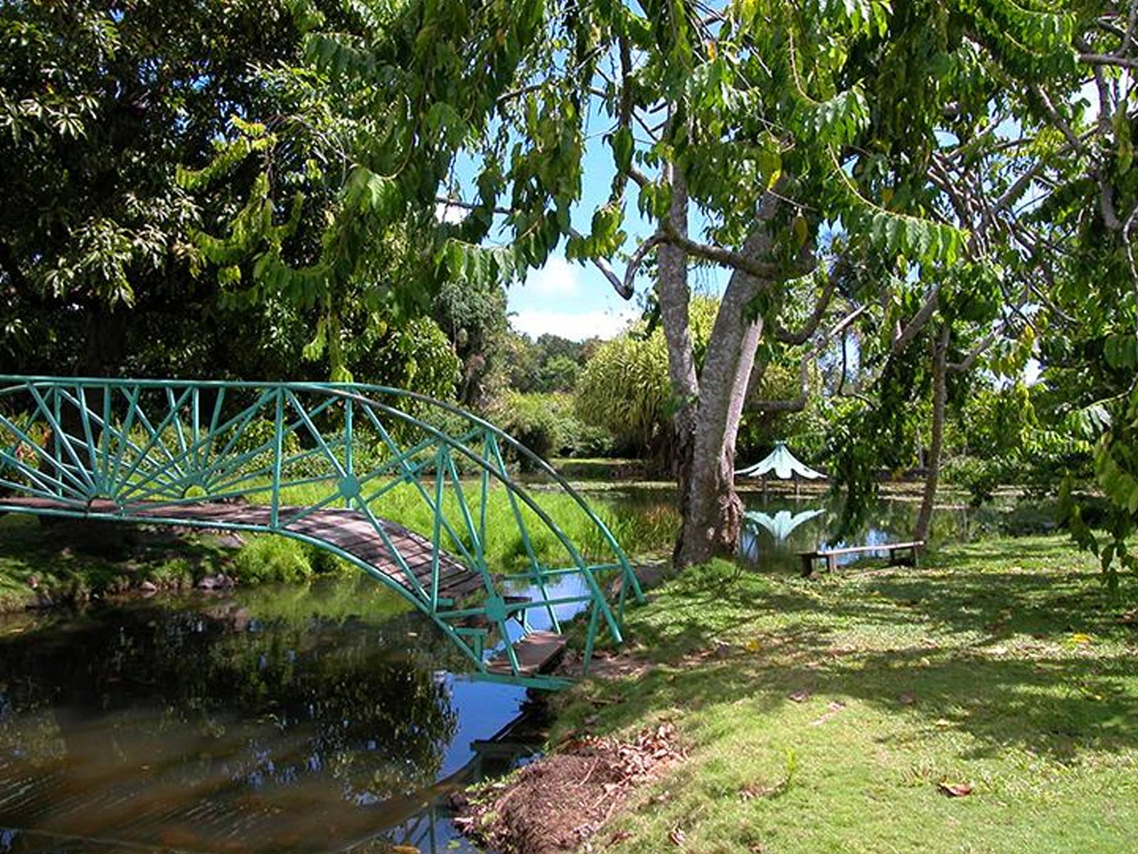 Goyave en Guadeloupe