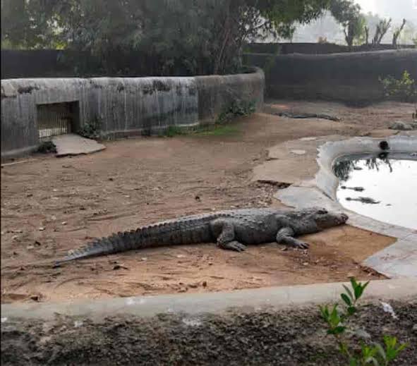 Places to Visit in Gwalior Gwalior Zoo Gwalior Diairies