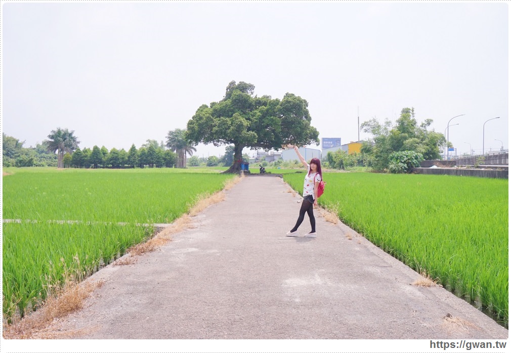 [台中景點●南屯區] 台中迷你版伯朗大道 -- 真的不是在台東，這裡也有金城武樹!!