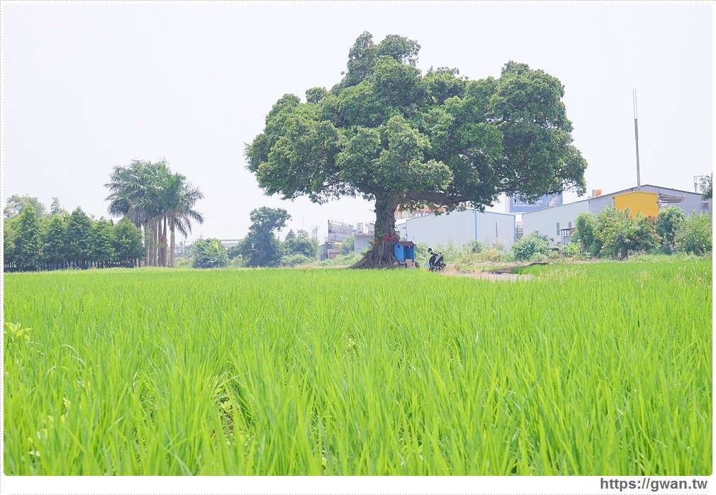[台中景點●南屯區] 台中迷你版伯朗大道 -- 真的不是在台東，這裡也有金城武樹!!