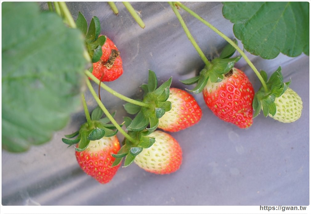 [台中草莓園●潭子] 草莓世界 -- 2018草莓季，台中也能採草莓就在潭子草莓世界